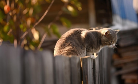 Жорстоке поводження з тваринами: яка відповідальність передбачена законом