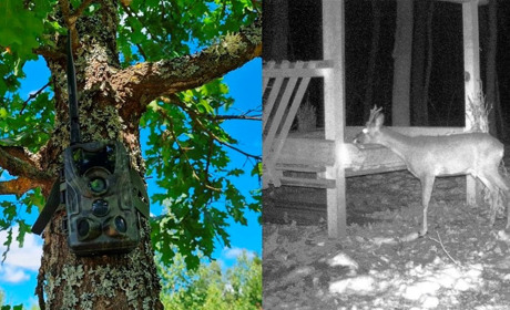 Зграя вовків в лісі на Звягельщині — їх зафіксували фотопастки: деталі