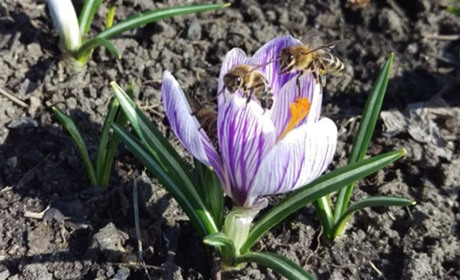 Якою буде погода у Сватовому і районі у перший тиждень квітня