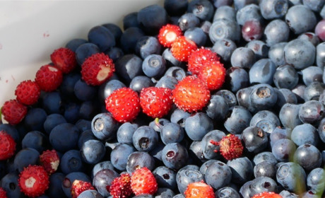 Ходять у ліс, бо немає роботи: як збирають ягоди у селах Сарненського району