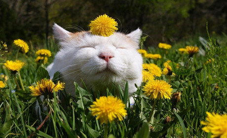 В четвер і в суботу на Сумщині трохи дощитиме: прогноз погоди