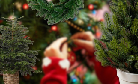 Вибираємо новорічні дерева: де і за скільки купити ялинку в Сарнах