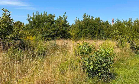 Погода в Старокостянтинові на 15-21 липня: спека ще триватиме