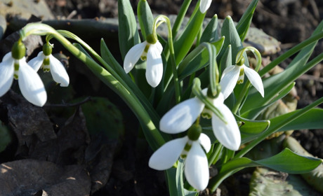 Якою буде погода у Сватовому і районі у перший тиждень березня