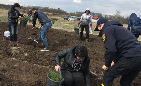 На Сватівщині висадили більше 60 тисяч саджанців кримської сосни та жолудів дуба звичайного