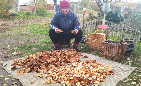 Гриби під «Градами»: для справжнього грибника війна на заваді не стане