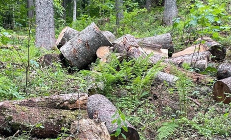 Незаконна рубка дерев на понад 20 млн грн: що виявили у закарпатському природно-заповідному фонді