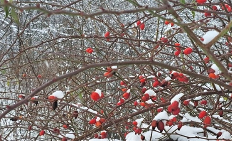 Плюсова температура та опади: прогноз погоди у Гадячі на тиждень
