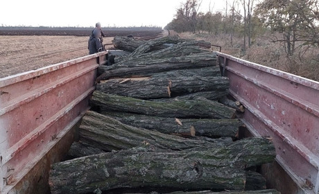 І знову на Мелітопольщині незаконно рубили дерева