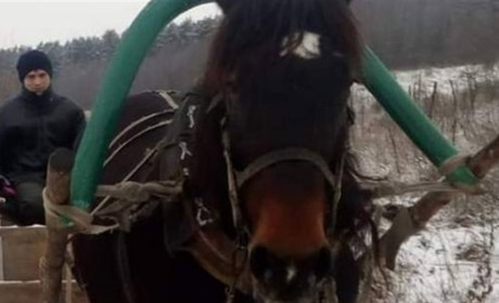 У Глухові розшукали кобилу Зірку, яка втекла від господаря разом із повозкою, злякавшись обстрілів