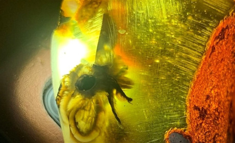 На родовищі в Сарненському районі знайшли бурштин з комахою — їй понад 30 млн років