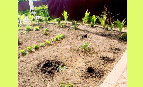 В Кагарлику крадії розорили клумбу біля ліцею