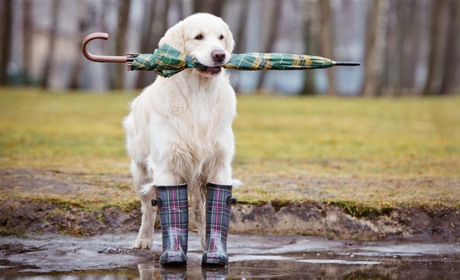 Отакої! Синоптики прогнозують дощ зі снігом!