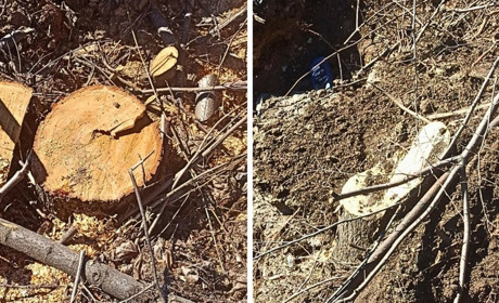 Незаконна вирубка дерев: мешканець Південноукраїнська «напиляв» собі штрафів на 15 тисяч гривень