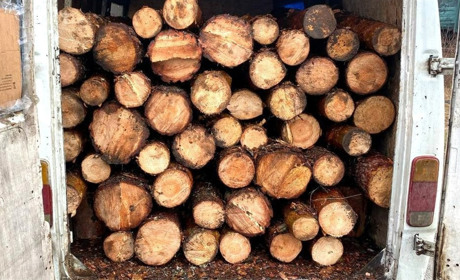 Жителя Сарненського району спіймали на незаконному перевезенні деревини