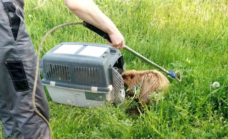 На Переяславщині врятували пораненого бобра