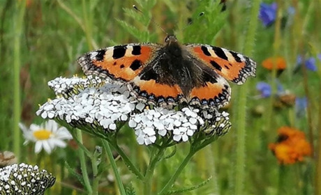 Погода у Старокостянтинові на 27 травня - 2 червня: увірвуться дощі з грозами