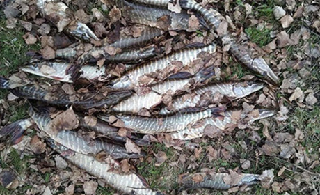 У Терещенках рибоохоронний патруль затримав порушників