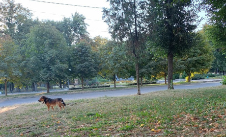 Ще тиждень буде тепло і без опадів: прогноз синоптиків