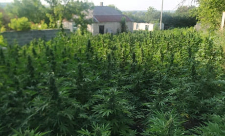 У Рудівці Сватівського району знайшли плантацію коноплі і затримали її охоронців: подробиці