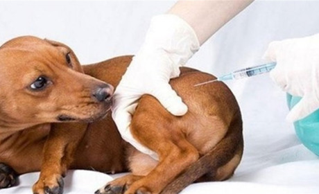 Безкоштовне щеплення тварин від сказу: запрошує Кагарлицька державна ветлікарня