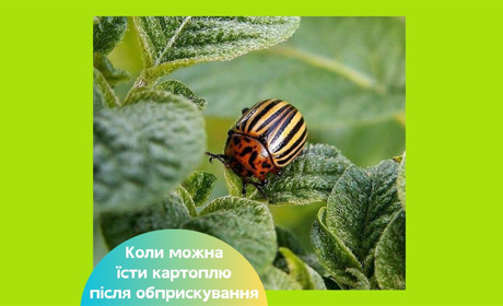 Коли можна їсти картоплю після обробки від жука — відповідаємо на питання, що вас цікавлять