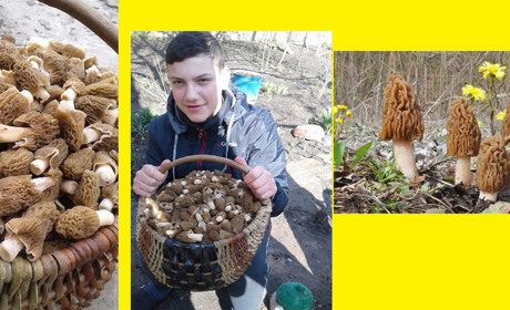 Хто рано встає, той і грибочки смажить...