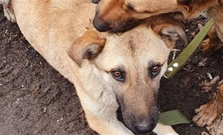 У Лозовій безхатька підозрюють у вбивстві та поїданні собак