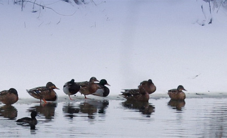 Радіаційний стан навколо Хмельницької АЕС за минулий тиждень
