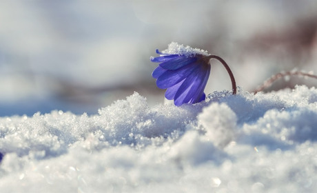 Чи прийде сніг на Сумщину? Що прогнозують синоптики у найближчі дні