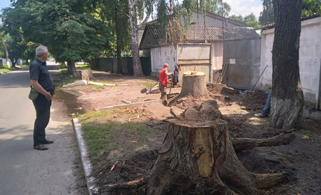 На території Переяславської громади дерева і видаляють, і висаджують