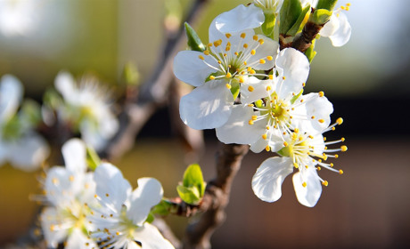 Якою буде погода у Сватовому і районі з 15 по 21 квітня