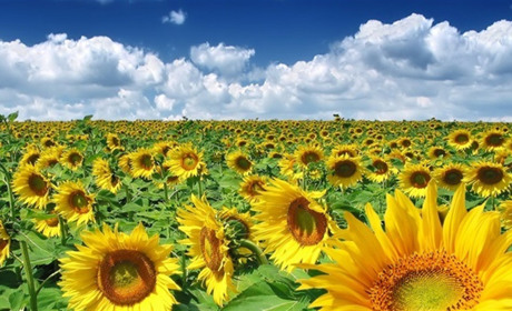 Найближчими днями на Сумщині трохи дощитиме: прогноз на 19-21 червня