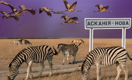 Окупаційного «директора» заповідника «Асканія-Нова» засудили до 15 років в'язниці