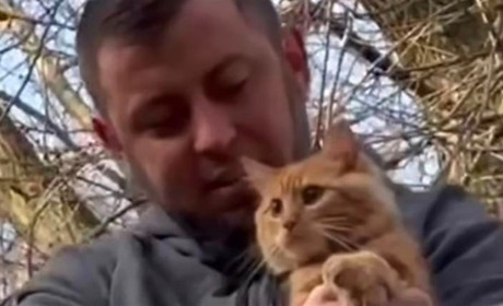 Провів понад 5 діб на верхівці дерева. Як у Жовтих Водах врятували кота