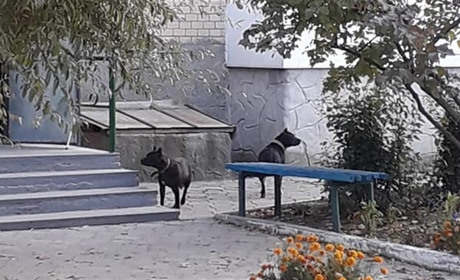 Незвані гості у дворі. Городоччани через соцмережу шукали власника собак