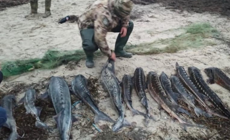 Шкоди на понад півтора мільйона гривень: на Херсонщині затримали браконьєрів