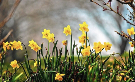 Весна у розпалі! На початку тижня буде тепло і без дощів