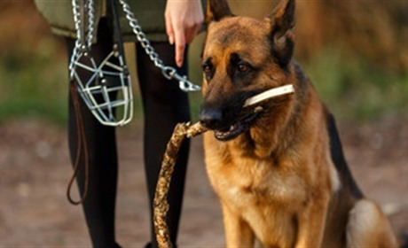 У Сватовому нові Правила поводження з тваринами: що там написано і яка відповідальність за порушення