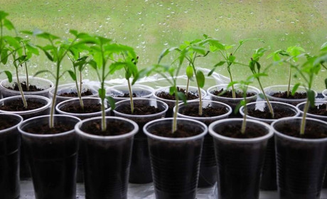 Починаємо сіяти розсаду: посівний календар на лютий 2026 року