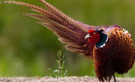 Прижились фазаны в Мелитопольском крае