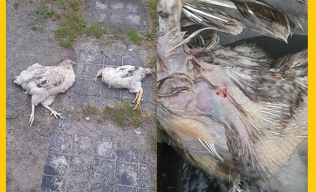 Вранішні походеньки невідомого звіра: у Бурківці «орудує Чупакабра»?