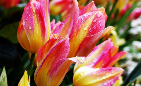 Как провести в Мелитополе и Мелитопольском районе выходные дни 7 - 9 марта