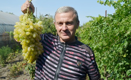 Біляївець Василь Дурбало виростив гігантське ґроно винограду: скільки лишилося до рекорду?