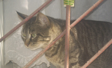 Незаконное добро. Волонтеры открыли неофициальный приют для животных