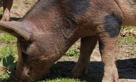 На фермі у селі Василівка Біляївського району зафіксували спалах африканської чуми свиней