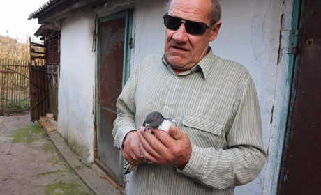 Незрячий старокостянтинівець доглядає сотню голубів