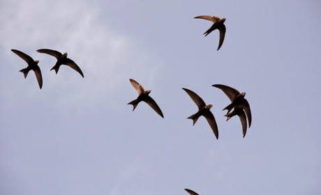 Політ над Старокостянтиновом: п’ять відео з YouTube