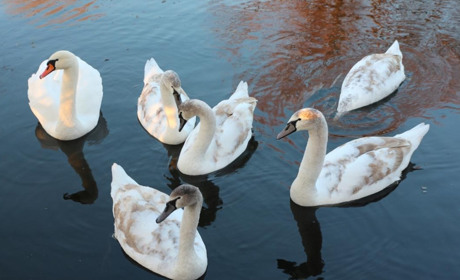 Вражаючі фото лебедів на річці у Старокостянтинові