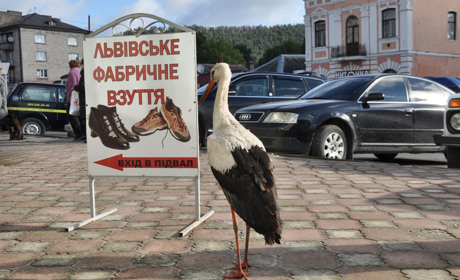 Самотнього лелеку прихистили монахи Свято-Духівського Почаївського чоловічого монастиря: як це було
